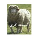 آموزش آمیخته گری کنترل شده گوسفند