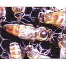 آموزش تصویری پرورش ملکه زنبور عسل و تبدیل کندوی سنتی به صنعتی