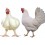 آموزش پرورش مرغ گوشتی و مرغ تخمگذار